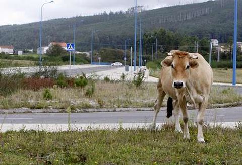 Mercadona ser�a de los primeros negocios en el pol�gono donde a�n pastan las vacas.
