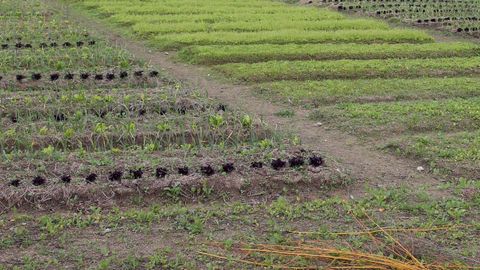 Huertos de agricultura ecol�gica en la comarca de Arousa.