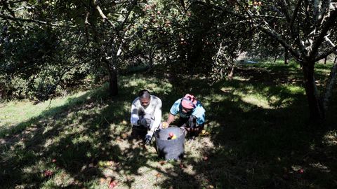 Jornaleros apa&ntilde;ando este lunes manzanas ca&iacute;das en una finca en San Pedro, Viveiro