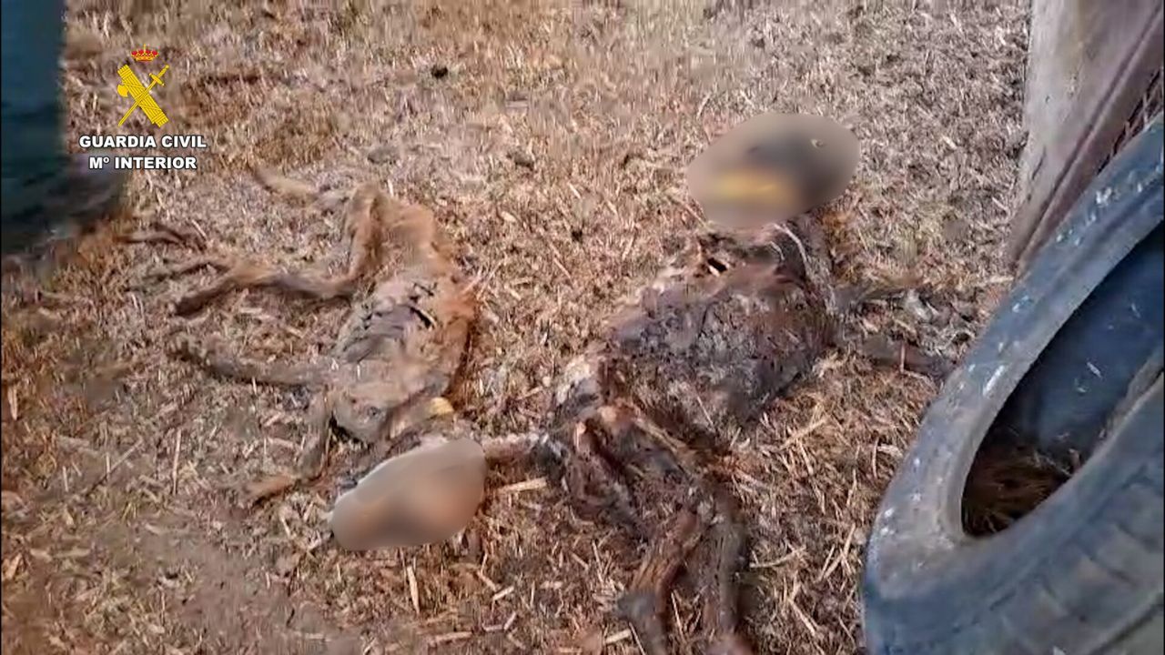 Mueren 32 perros por inanición tras ser abandonados sin agua ni comida en una finca de Badajoz