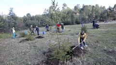 Una ladera de Tomeza acoger�, como en a�os anteriores, la plantaci�n de los �rboles de Navidad donados por los pontevedreses