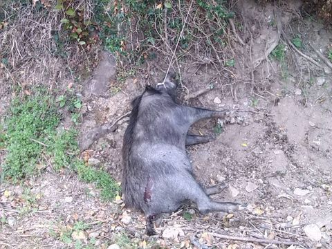Ejemplar que muri� colgado en una trampa sujeta a un �rbol. 