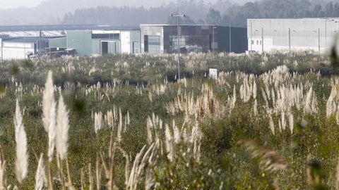 La pampa. El Plumero («Cortaderia selloana») es de América del Sur. Fue introducida a finales del siglo XVIII en Europa como ornamental. A la AP9 llegó como decoración para las medianas y ahora coloniza espacios como el polígono de Río do Pozo en Narón