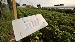 La patata de los 31 concellos con la plaga deber� ser arrancada por los agricultores