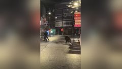 Un jabal� de cien kilos se pasea por Carballo