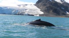 De pel�cula: una ballena jorobada a pocos metros de la z�diac 