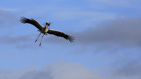 Decenas de parejas de cigeas anidan a ambos lados de la carretera LU-546 entre Sarria y Lncara