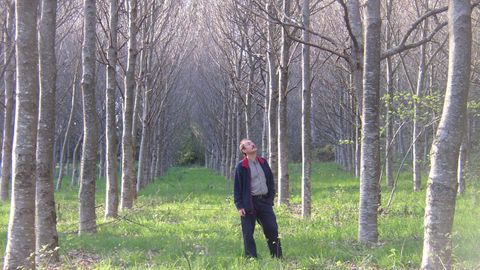 Juan Ramn Gallastegui en medio de una plantacin de frondosas en Boqueixn