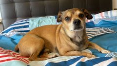 Leo, el perro v�ctima del parricidio de Vallob�n