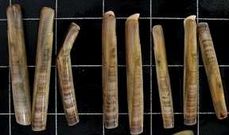 Esta es la �Ensis minor�.