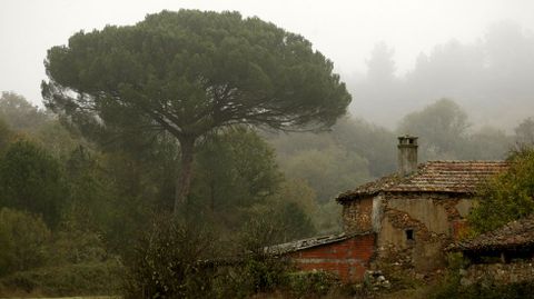 Un pino junto a una vivienda abandonada en la localidad de A Bastida, en Monforte