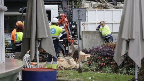 Poda del chopo de la plaza de Ourense de A Corua.