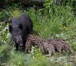 Estampas ins�litas. En la foto de la izquierda la jabalina amamanta a sus cr�as en la finca del Ponte da Virxe de la que tuvieron que ser liberadas con ayuda de los vecinos. A la derecha, el talud que no daban superado los jabatillos para poder seguir a la madre. 