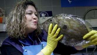 La simpat�a es un rasgo de M�nica Mella Villar, pescantina de la plaza de Lugo, en A Coru�a. que bromea �besando� un ejemplar de sanmarti�o. 