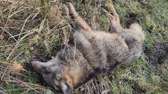 Lobo aparecido muerto en Teverga