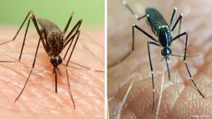 A la izquierda, el mosquito asi�tico, y a la derecha, el mosquito tigre