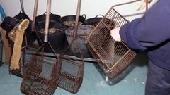 Marisco confiscadoa furtivos por los vigilantes de la cofrad�a de A Illa de Arousa