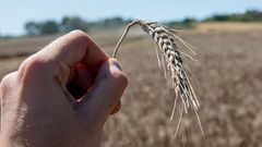 Recolecci�n de trigo en A Limia