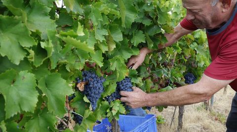 La bodega Couto Mixto abrió la vendimia en la D.O. Monterrei.