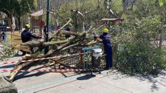 GES y bomberos se encargaron de talar el �rbol ca�do