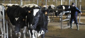 La de vacas fue la nica seccin que elev precio: un euro en res.