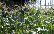 Cultivo de ma�z dulce en uno de los campos experimentales de la Misi�n Biol�gica de Galicia.