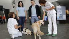 Perros de la unidad de investigaci�n de terapia ocupacional de A Coru�a