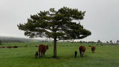 Un reba�o de vacas salers de Finca Enxebreza (grupo que tiene arrendada la finca a Piccolo Rancho S.A.) pastan en una parte de Parajes del Marqu�s, un nombre que hace referencia al marqu�s de Ensenada.