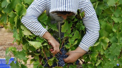 La bodega Couto Mixto abrió la vendimia en la D.O. Monterrei.