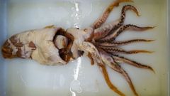 El ejemplar original en el que se ha basado la descripci�n actual se extrajo del contenido estomacal de un cachalote hace ahora 70 a�os