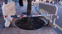 Uno de los �rboles afectados por las obras en la calle Cardenal Quevedo.
