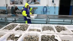 Almeja babosa en Agui�o, en el inicio de la campa�a extractiva