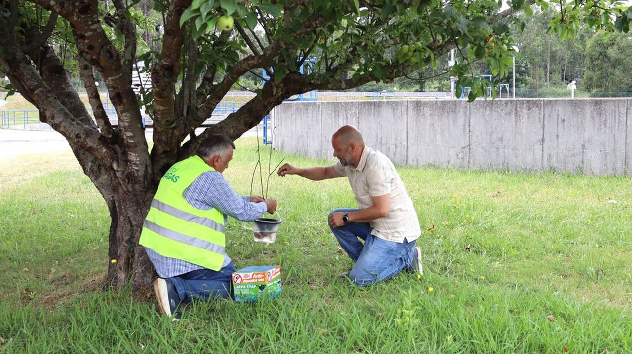 El Concello carballés se une a la lucha contra el mosquito tigre