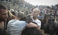 Los aloitadores tuvieron que esforzarse al m�ximo para dome�ar a los animales y cortarles las crines.