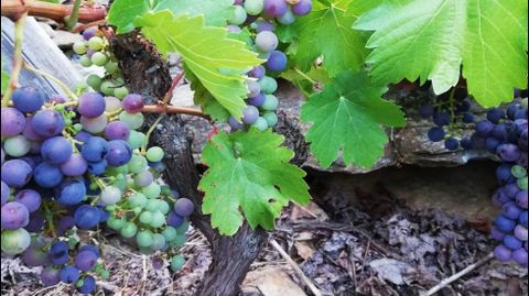 Envero de la menc�a en un vi�edo de Val dos Frades, en una foto tomada este jueves