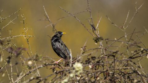 Un estornino negro o unicolor