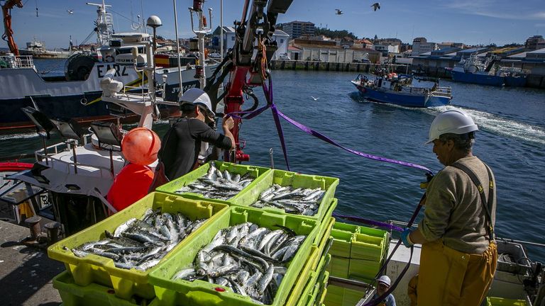 Cerqueros descargando sardina en Ribeira, en la tarde del 11 de junio del 2026.