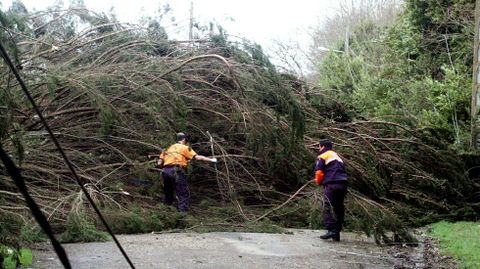Un rbol cado sobre una carretera, en imagen de archivo, no correspondiente al rbol en cuestin motivo de este pleito 