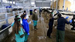 Granja experimental de la USC, en la que intentan fomentar la veterinaria de ganado vacuno