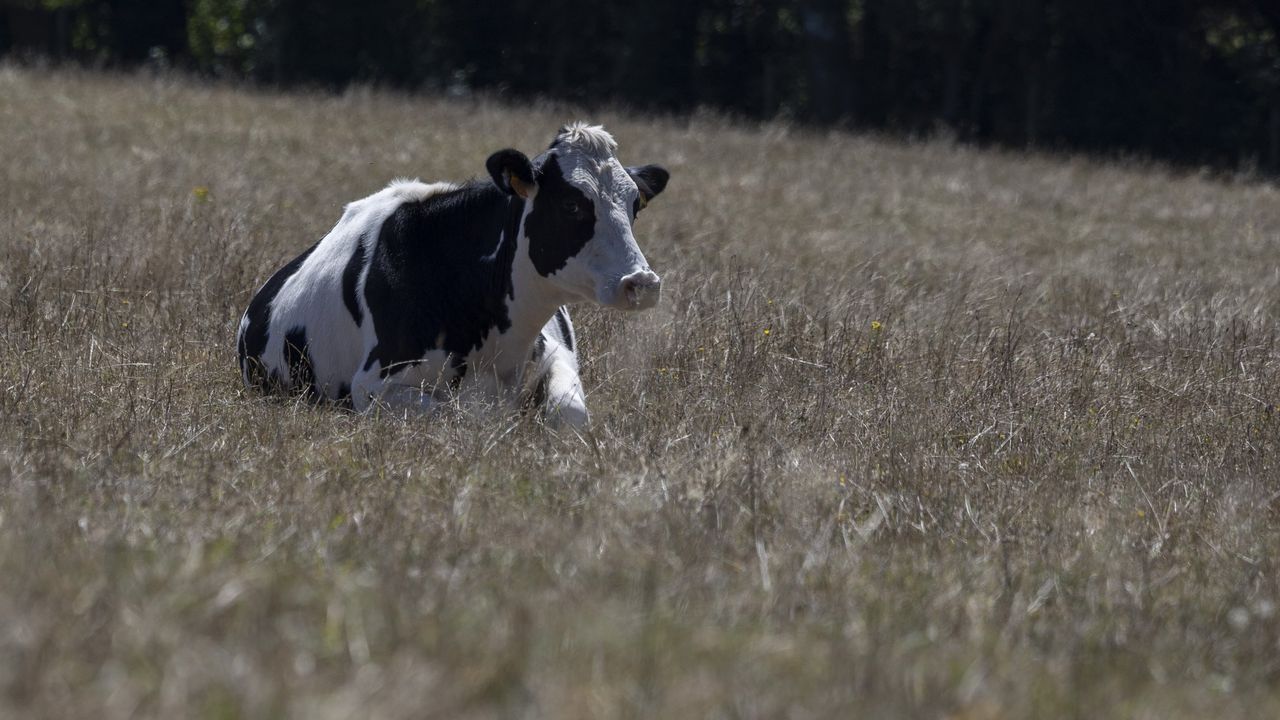 La sequía pone en jaque la producción de leche y cereal y anticipa subidas de precios
