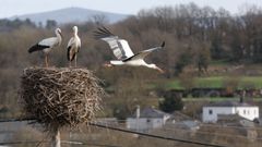 Una docena de parejas de cigeas anidan ya a ambos lados de la carretera LU-546 entre Sarria y Lncara