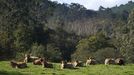 Vacas en Colombres (Asturias)