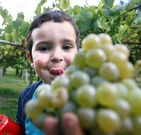 La ruta organizar� visitas a bodegas y rutas de senderismo. 