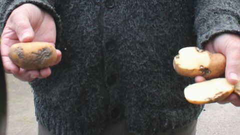 Tino Llano muestra varias patatas afectadas por la polilla guatemalteca