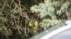 Buscan los restos del hombre asesinado y quemado en Cortegada