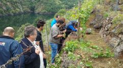 Pr�cticas de poda de estudiantes de Ribadavia en una vi�a de Ribeira Sacra