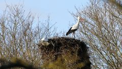 Los inviernos cada vez m�s c�lidos afectan a aves como las cig�e�as