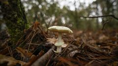 Algunas especies ayudan a recuperar el bosque pero el problema est en saber si los micelios que estn bajo tierra han sobrevivido al fuego 