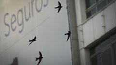 VENCEJOS VOLANDO EN LA ZONA DEL OBELISCO