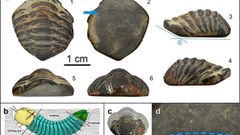 Trilobite de �poca romana en la Cibd� de Armea, Allariz.